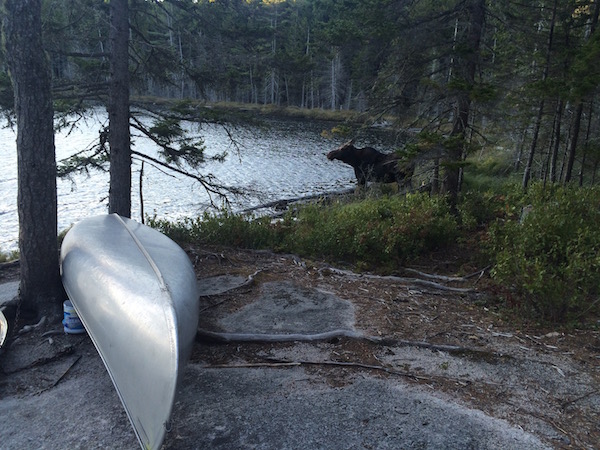 A moose hanging out on Crescent Pond