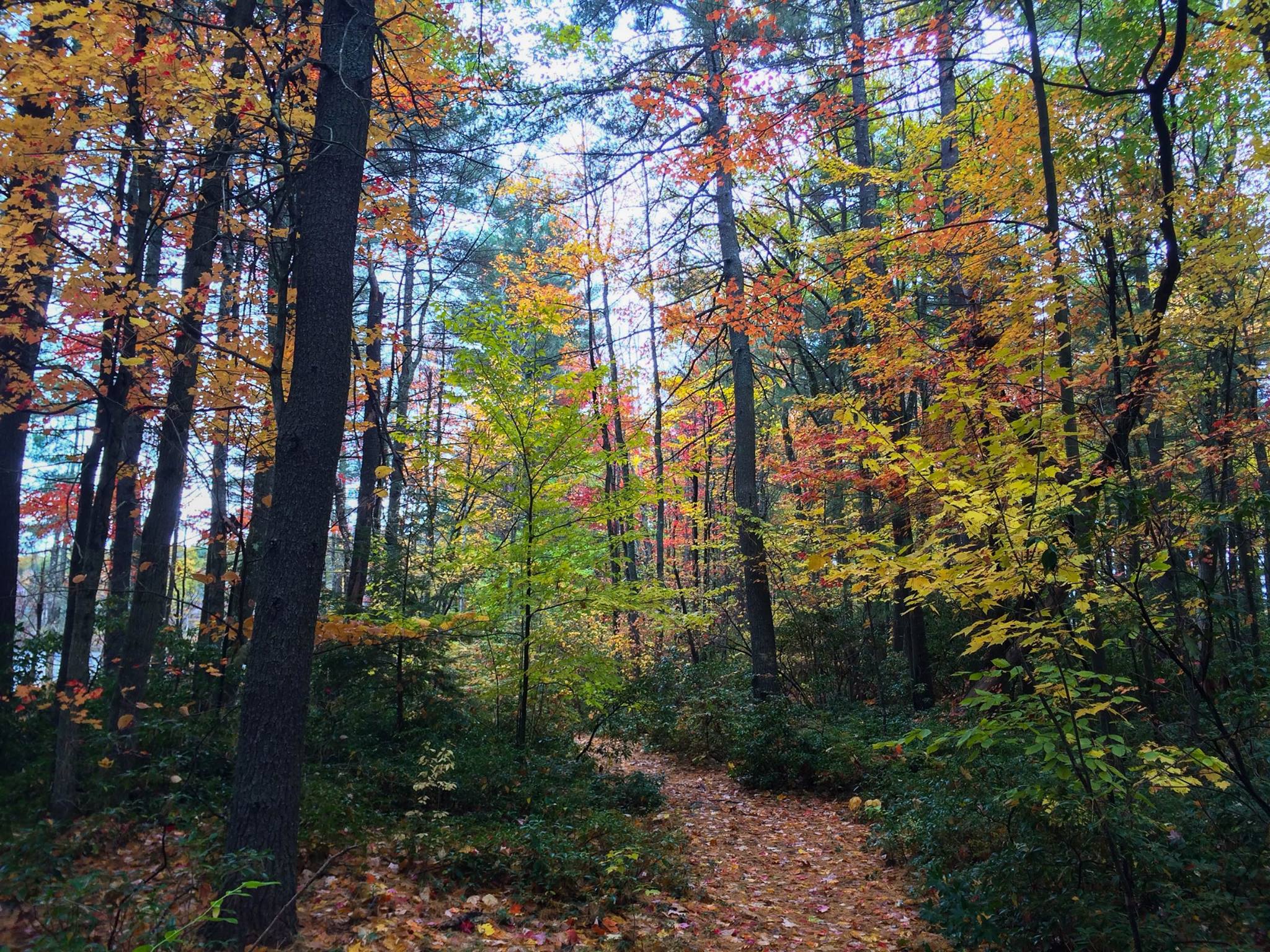 Fall foliage on the Midstate Trail