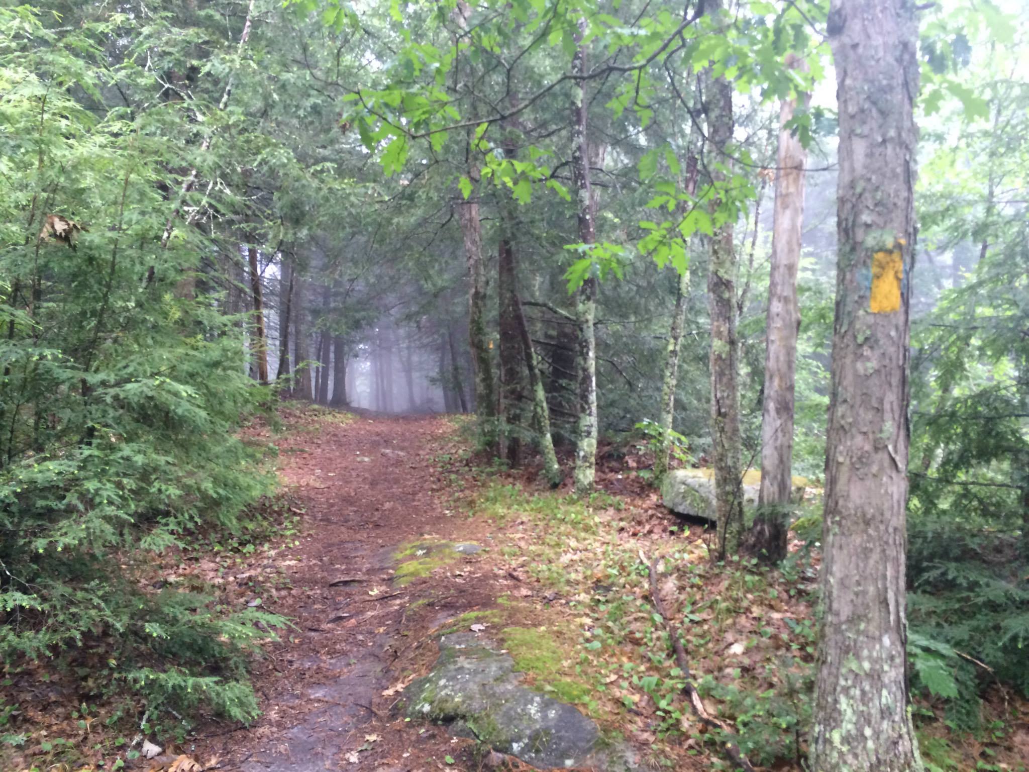 Some mist through the trees on Tully Trail