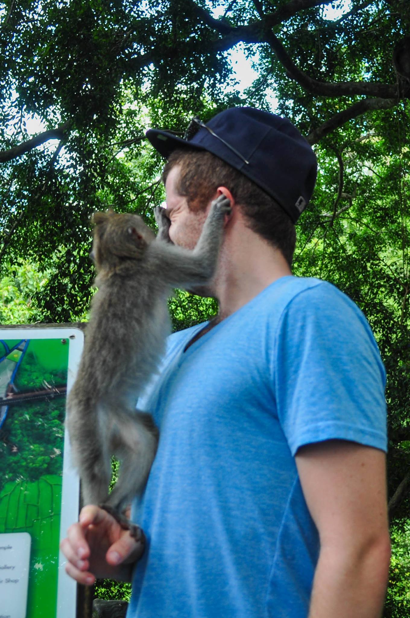 Sacred Monkey Village in Ubud, Bali