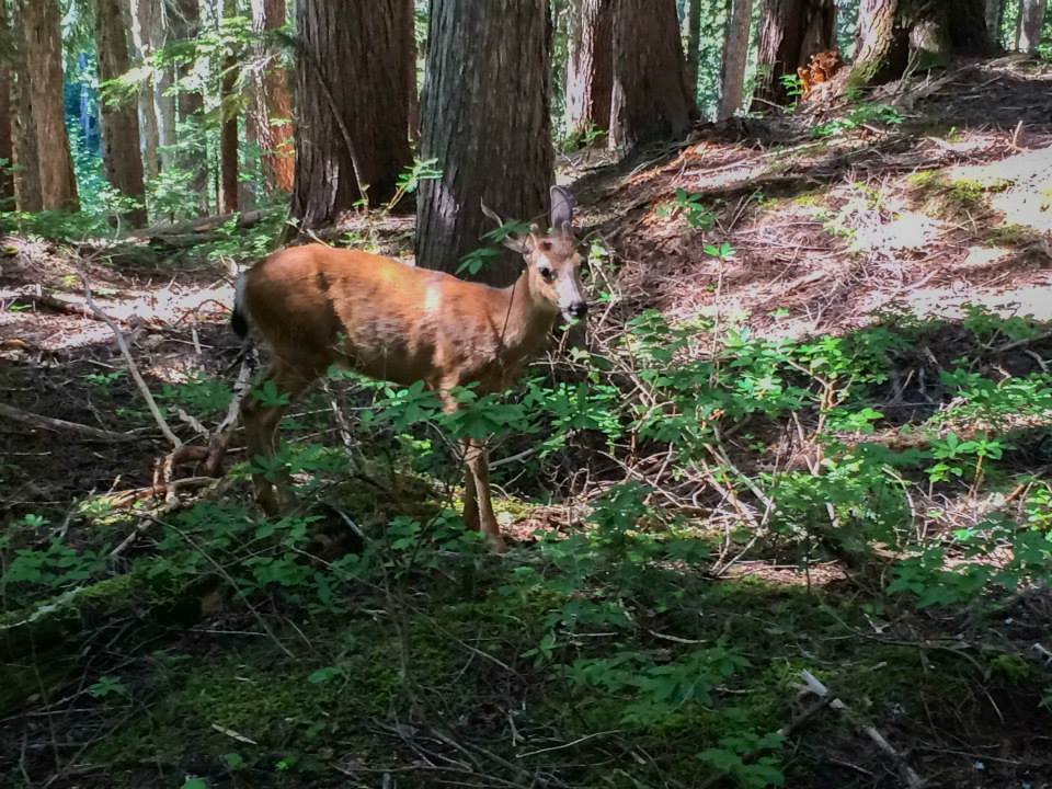 Saw deer and lots of flowers on Mt. Rainier